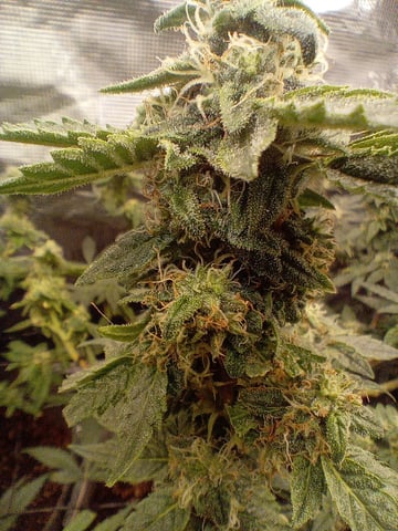 Blueberry critical kush x purple peyote wifi  and one L.a kush cake . — flower, day 28