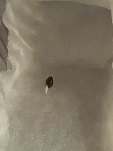 Inside Mother Plants — germination, day 3