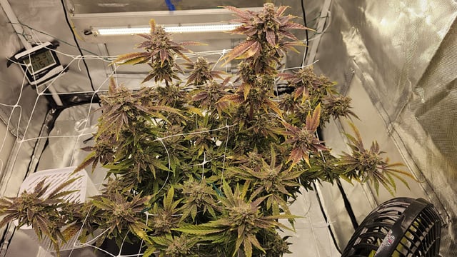 Jelousy Fast(Photo) & Ultra Voilet (Auto) — flower, day 71