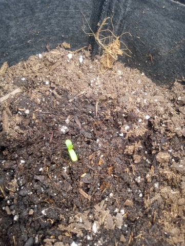  auto mixed pack indoor attempt #1 — seedling_rooting, day 6