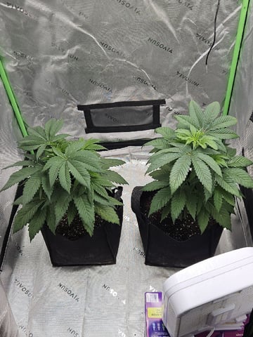 Bruce Banner #4  — vegetative, day 51