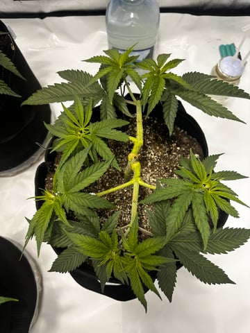 XJ-13 x Pennywise — vegetative, day 19