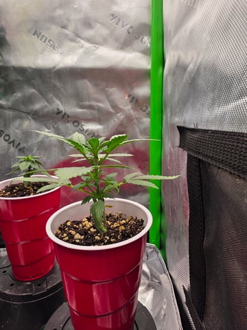 Blue Dream ( I THINK) — grow_setup, day 1