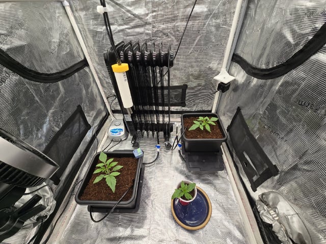 Grow 5.o — vegetative, day 12