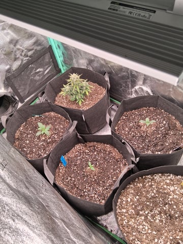 Lemon Cherry Cookies, Purple Haze and Strawberry Gorilla Grows — vegetative, day 39