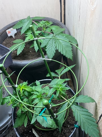 Ak-47 (Fast Verison) and pine Auto  — vegetative, day 28