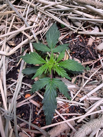 510 First Run! — flower, day 29