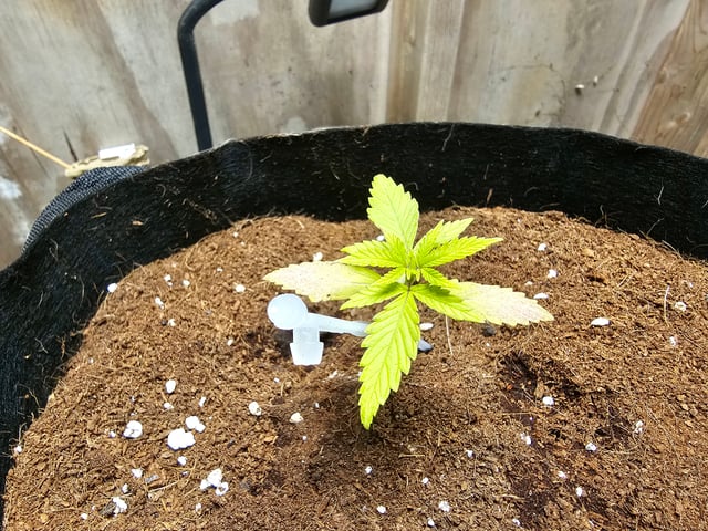 round 2 — vegetative, day 36