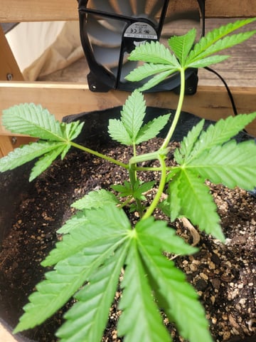 Clones And Hermie Seeds