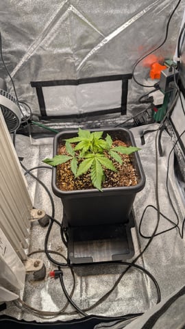 Grow 2 — germination, day 36