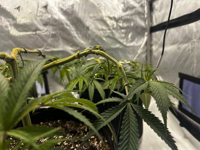 XJ-13 x Pennywise — vegetative, day 36