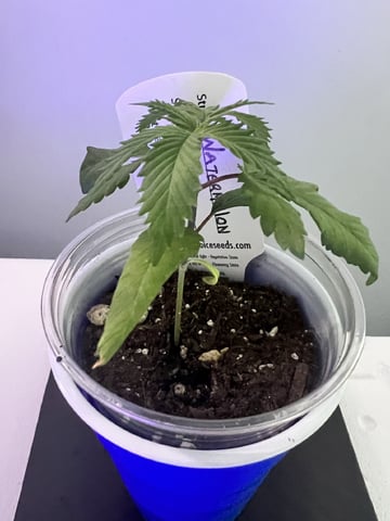 Inside Mother Plants — vegetative, day 26