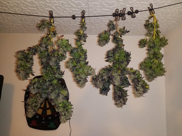 ( Guava Dawg × Sour Tangie ) F2