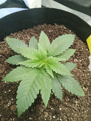 Critical Purple Kush — vegetative, day 31
