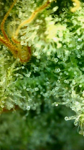 Experimental DIY Run — flower, day 29