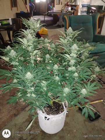 THE KRUX Multipack ETHOS — flower, day 40