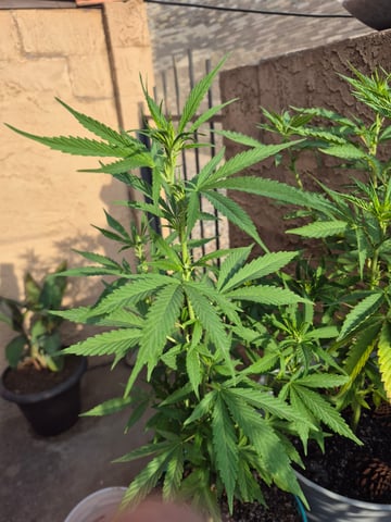 new strain — flower, day 26