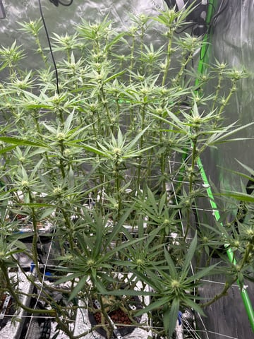 First Grow (Hydro) — flower, day 103