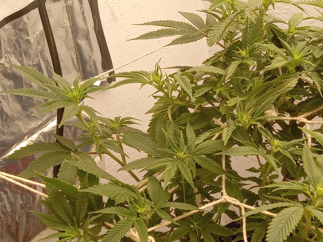 closet grow for veg with a.c infinity air intake fan .With no carbon filter just suction,and spider farmer sf 7000.Then a spider farmer sf tent 4×4×6.5with a G1500 l.e.d from spiderfarmer and spider farmer 6inch clip oscalating fan. — flower, day 34