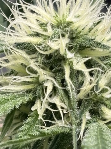 white widow — flower, day 41