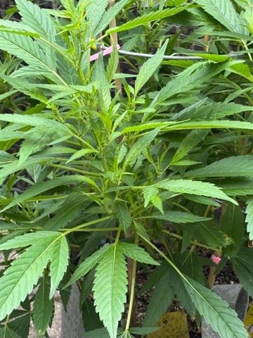 green crack (Cush) with a C — vegetative, day 26