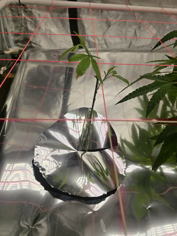 Platnium Jelly — vegetative, day 23
