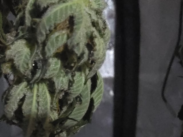 Purple Haze  — harvest, day 94