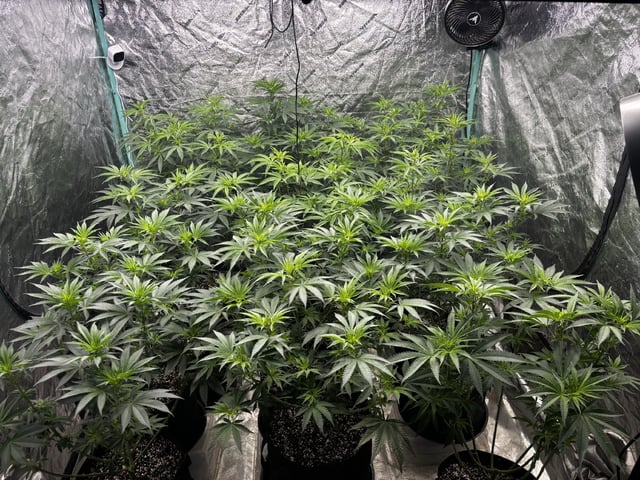 PKB remix/PotG — flower, day 77