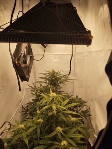 F1 apollo — flower, day 39