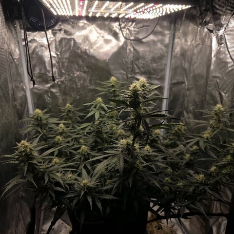 Purple Haze Auto — flower, day 64