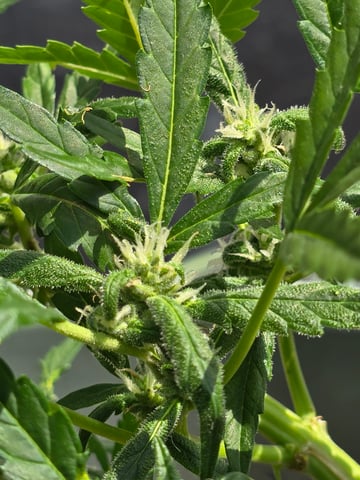 Green Gelato Auto — flower, day 45