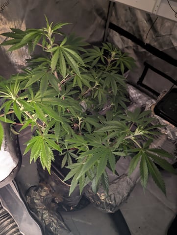 Black African Magic feminization  — vegetative, day 6