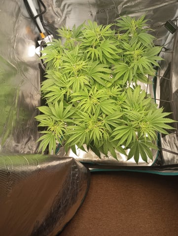 White Widow XXL Auto — flower, day 42