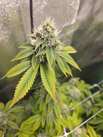 new bee's  — vegetative, day 28