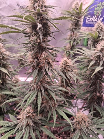 fruity pebbles, cap junky — flower, day 95