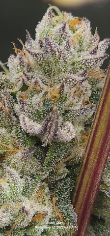 Prepare the clones! — flower, day 75