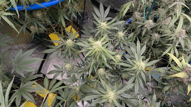 Mixed Grow — flower, day 93