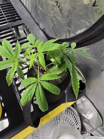 Oceanz 16 — vegetative, day 67