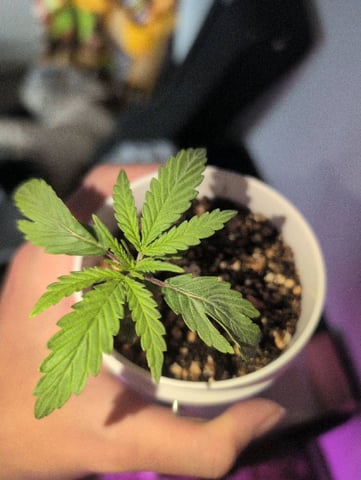 2025-26 — seedling_rooting, day 4