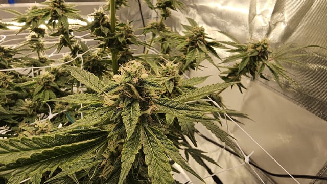 Jelousy Fast(Photo) & Ultra Voilet (Auto) — flower, day 53