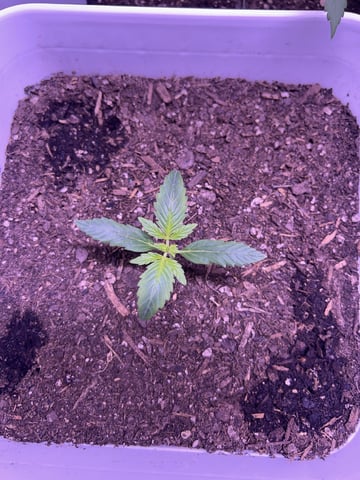 Gigawatt  — vegetative, day 43