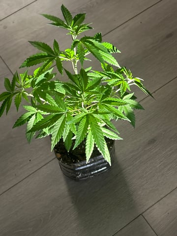 PeanutButter Cookies — vegetative, day 63