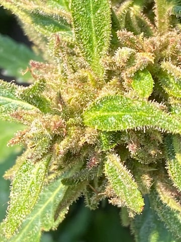 AutoRuntz — grow_setup, day 1