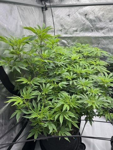 Gas Man #1 — flower, day 75