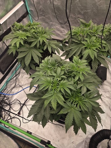 Relentless Genetics Trop Cherry S1 — vegetative, day 14