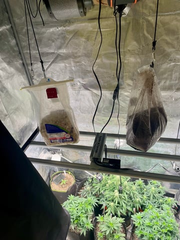 Autos and sour diesel! — vegetative, day 13