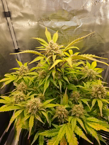 Mimosa Bruce Banner XL — flower, day 66