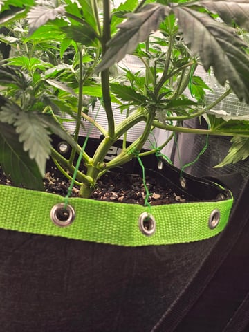 Gorilla Cookies auto  — vegetative, day 24