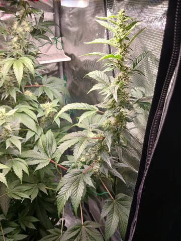 Gorilla Sherbert Feminized From Blimburn Seeds  — flower, day 86