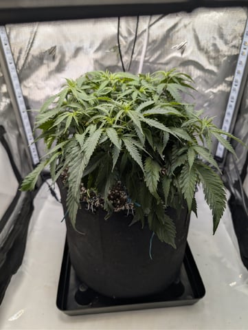 C99 CloneWars! — vegetative, day 20